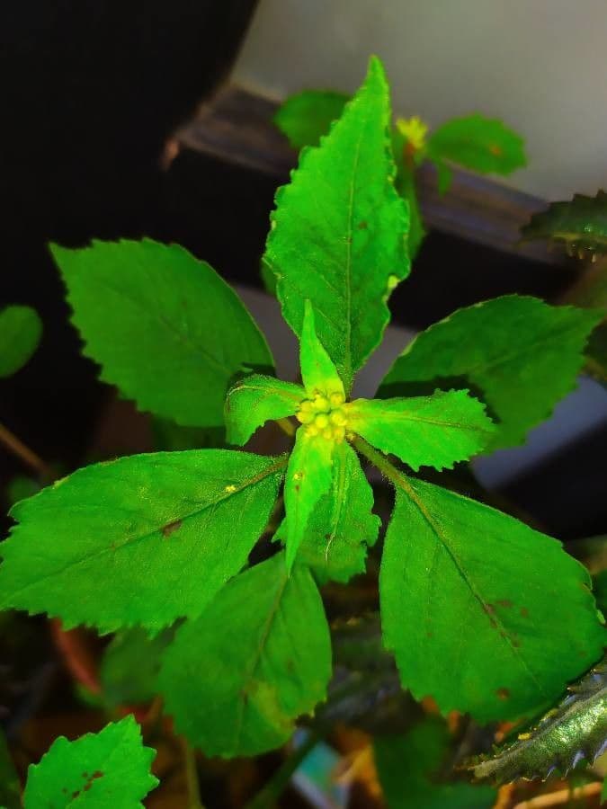 Melampodium 6
