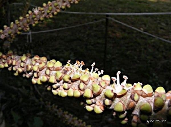 Burretiokentia