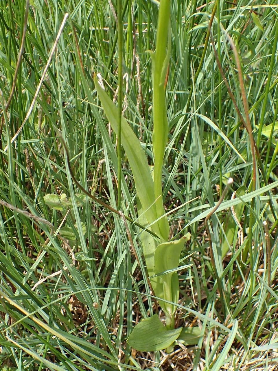Orchis négligé 22