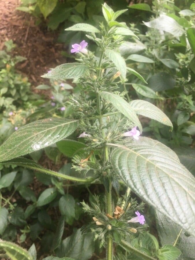 Ruellia 2