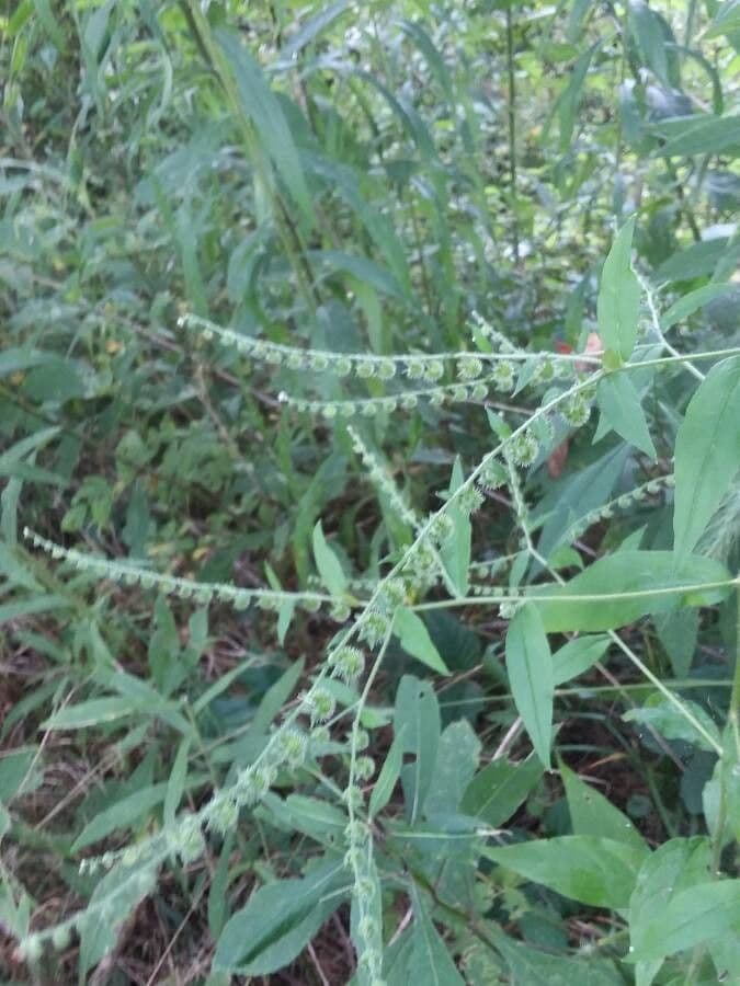 Hackelia virginiana 4