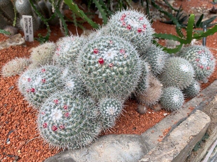 Cactus 10