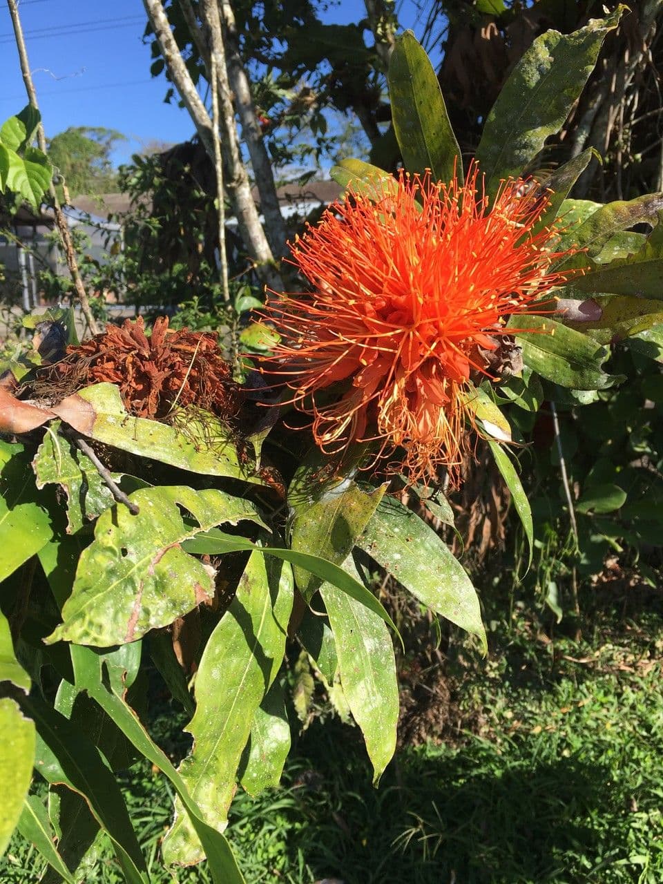Brownea 6
