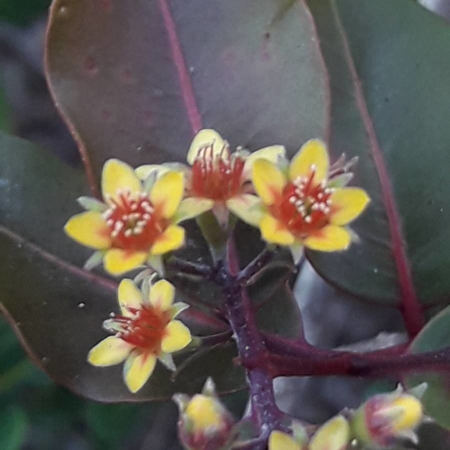 Cloezia floribunda 3
