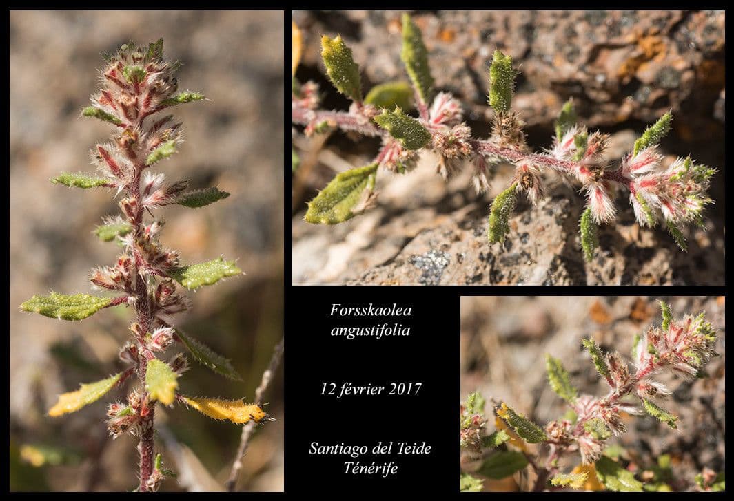 Forsskaolea 14