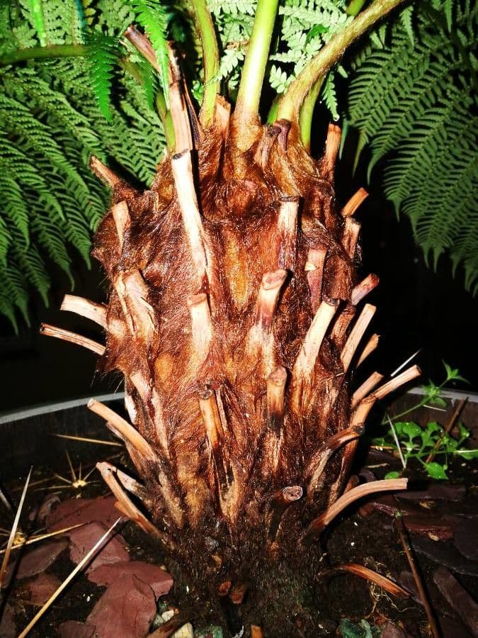 Sphaeropteris 14