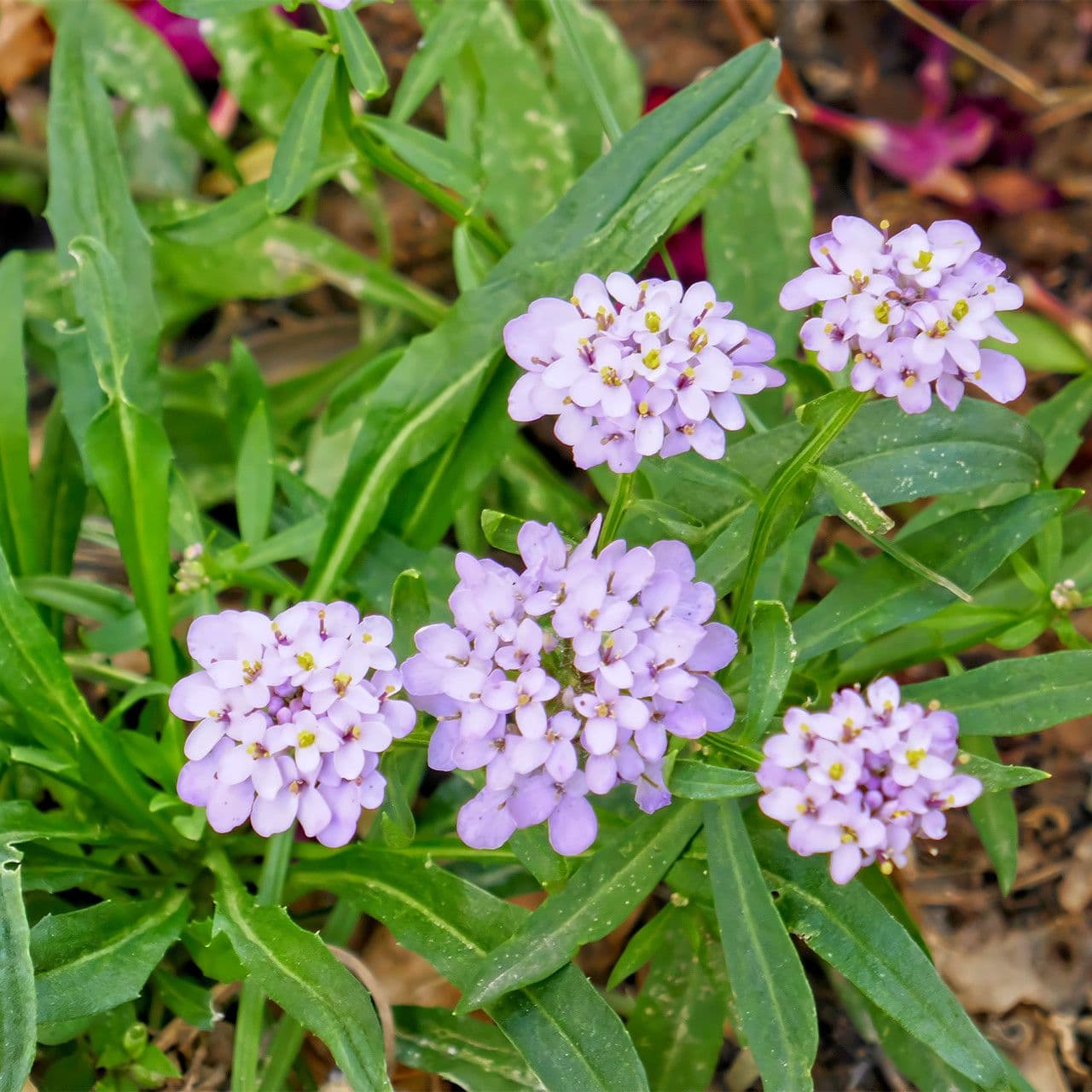 Iberka okolíkatá 25