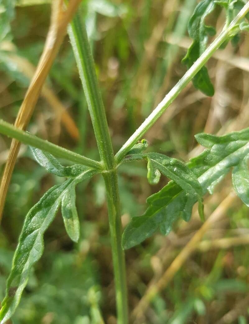 Verbena comune 22