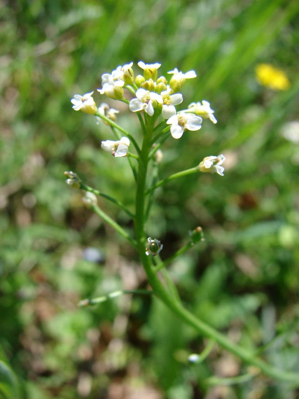 Calepina irregular 27
