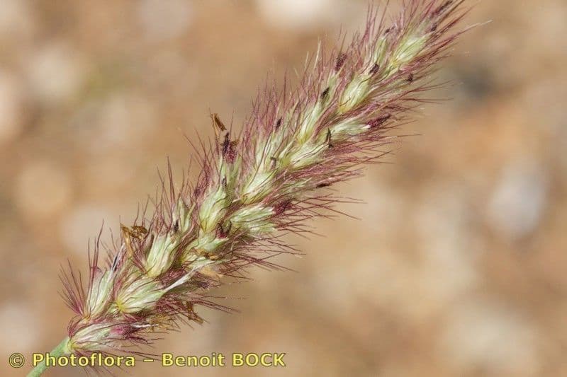 Erba buffel
