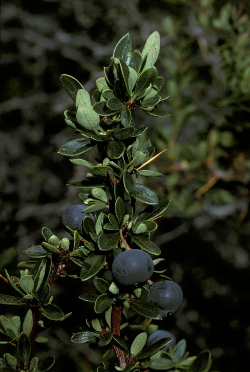 Berberys drobny