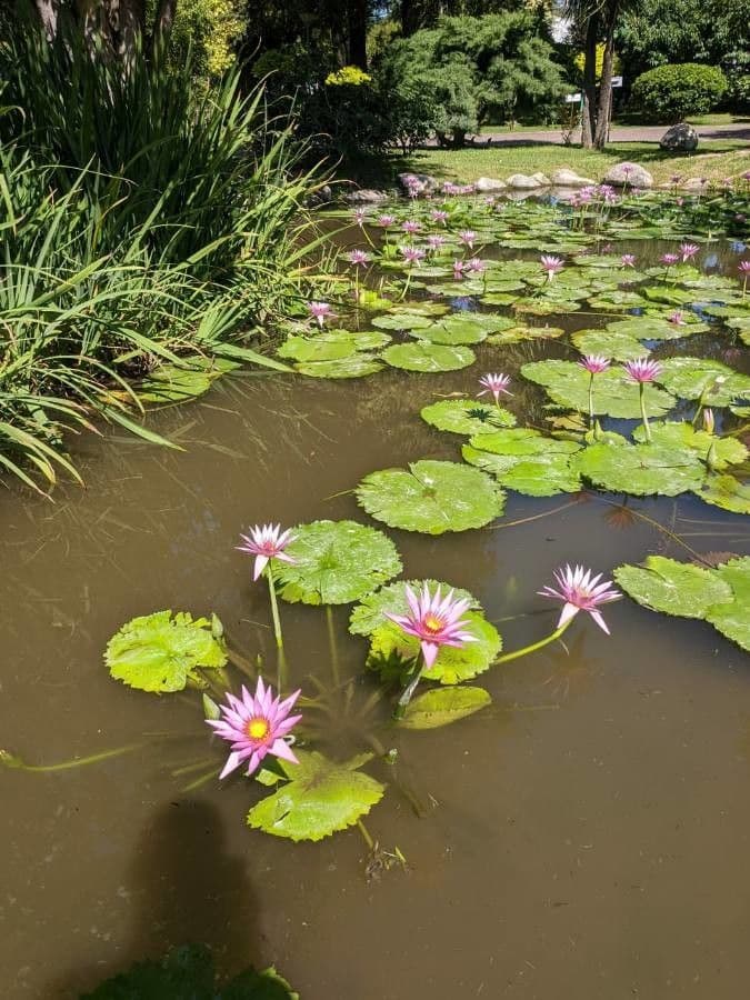 Breitblättrige Seerose 9