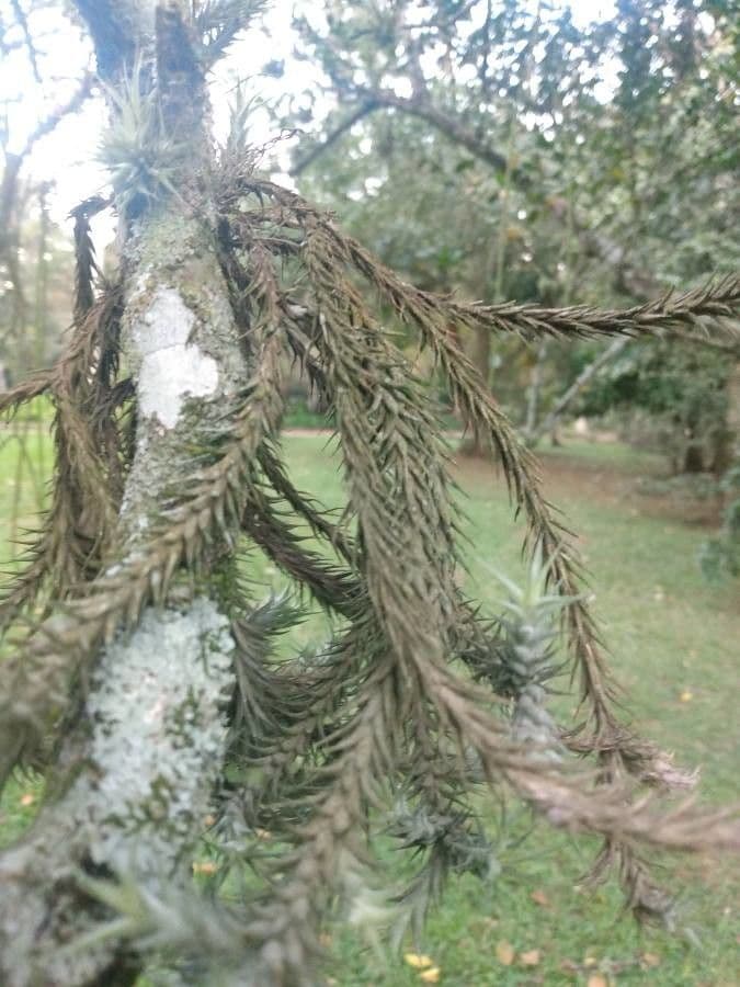 Tillandsia 7