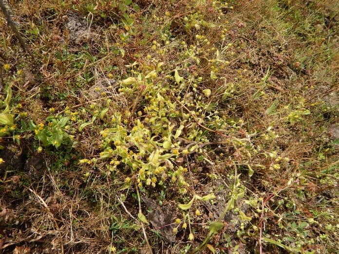 Jaegeria hirsuta 9