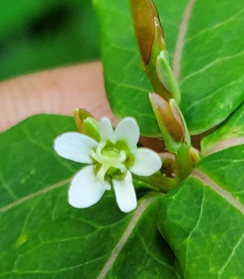 Lechera pubescente