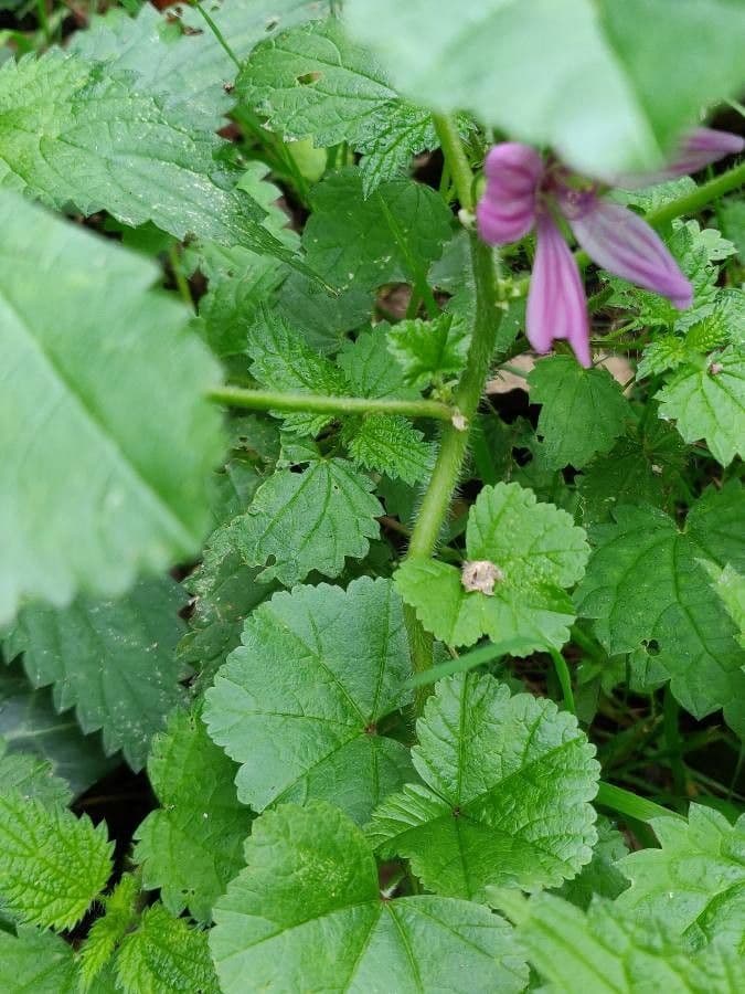 Malva selvatica 30