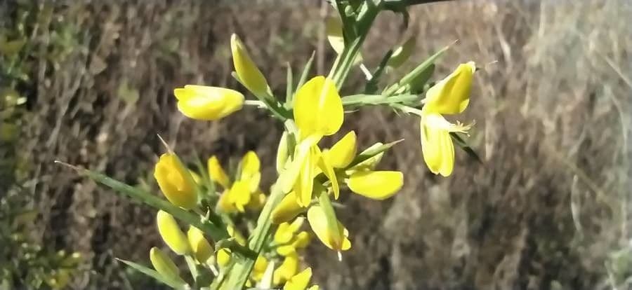 Ginestrone minore 9