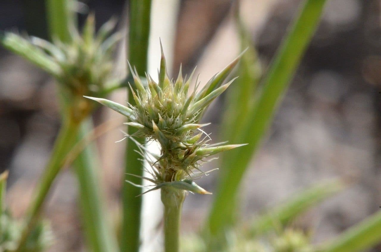 Eryngium