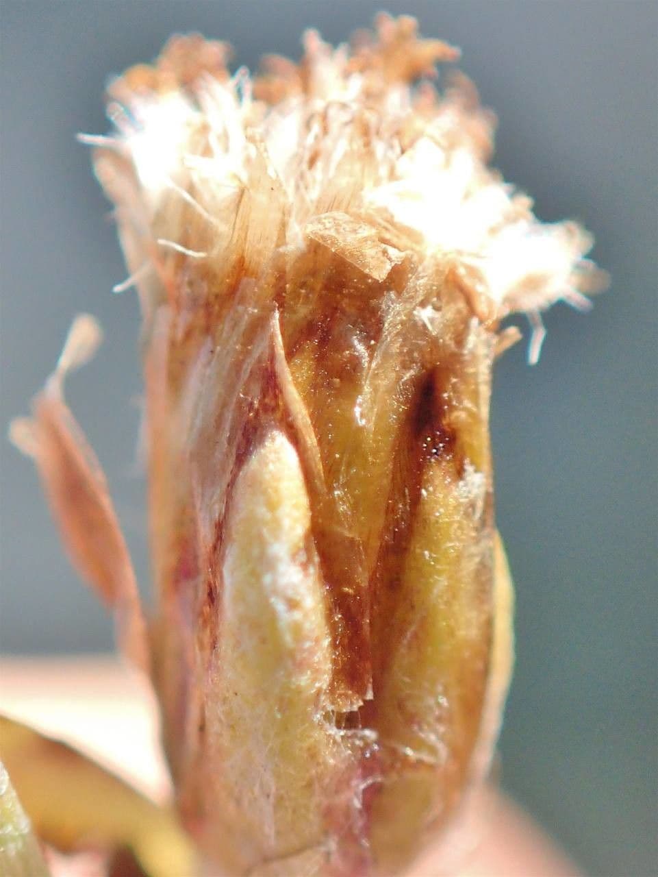 Gnaphalium nano 2
