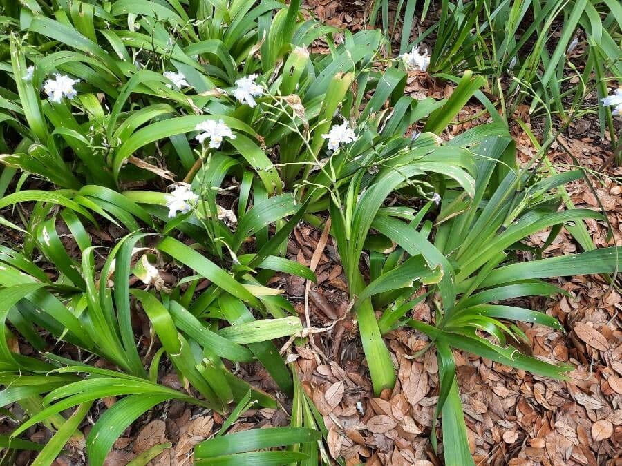 Iris japonés 8