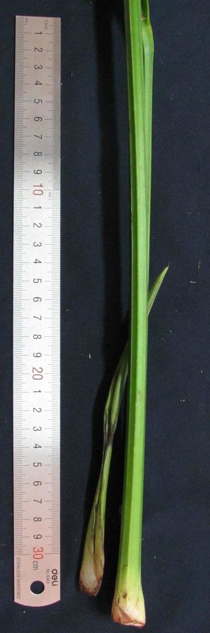 Anthurium 5