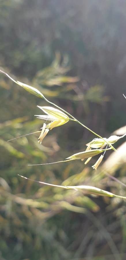 Avena strigosa 6