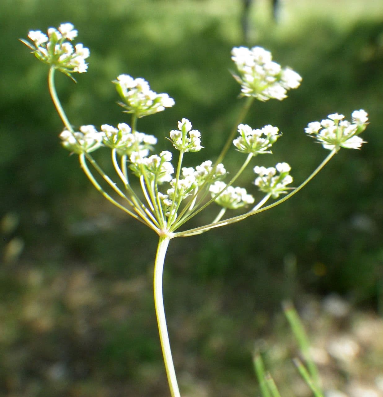 Ammoides pusilla 3