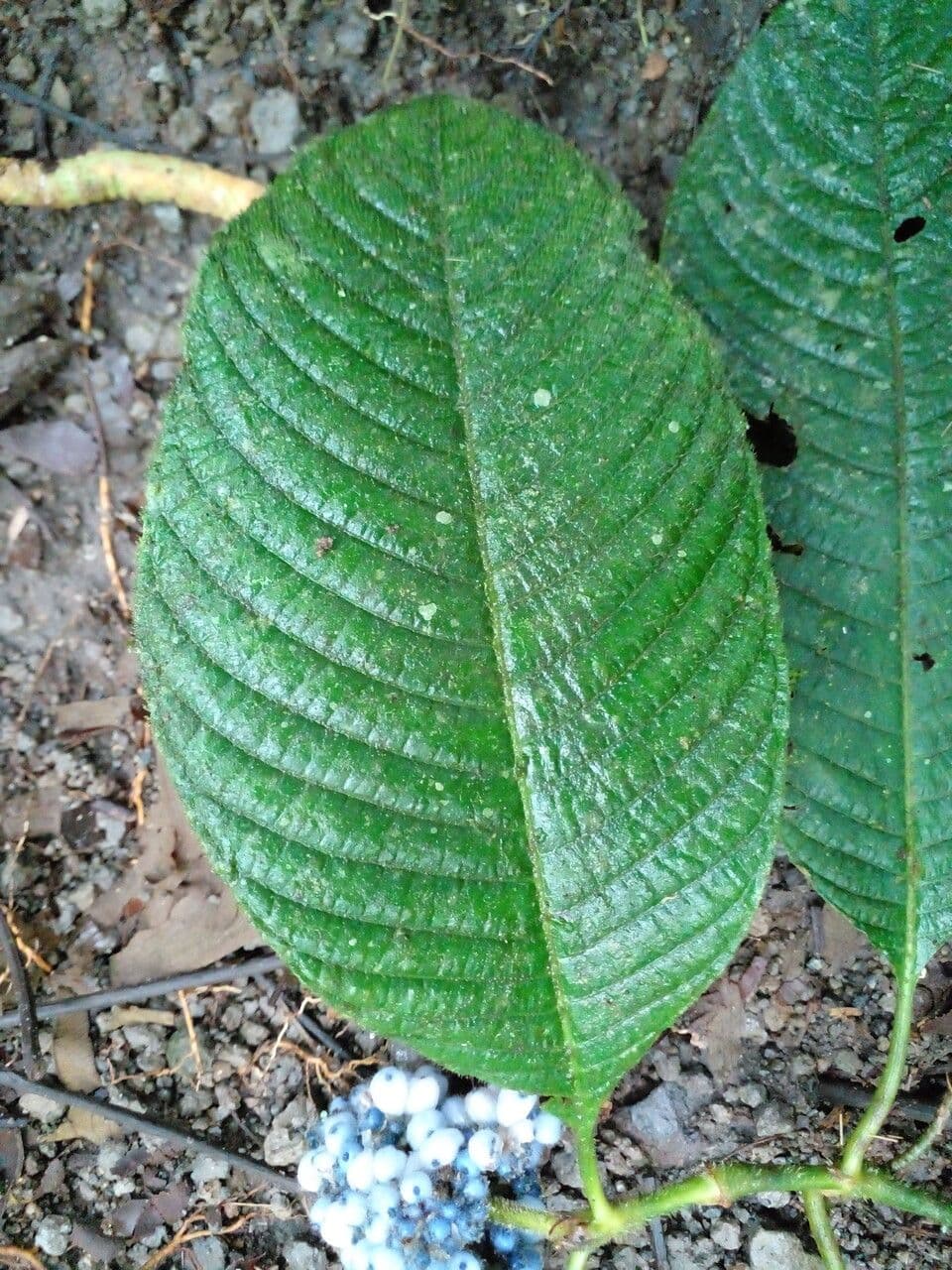 Psychotria 18