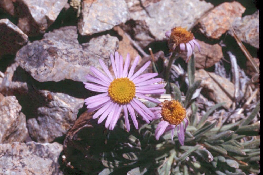 Fleabane 2