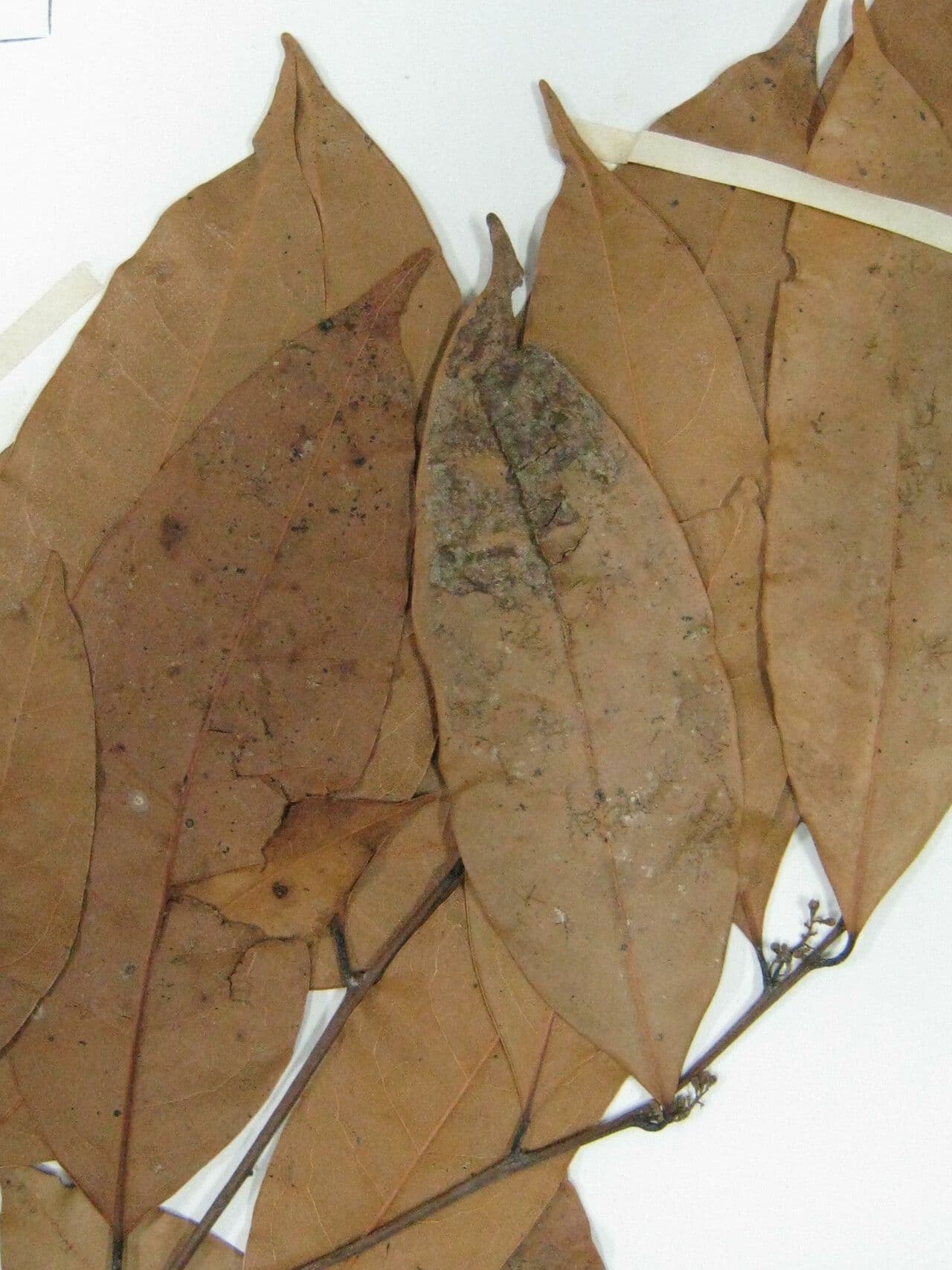 Cryptocarya 3
