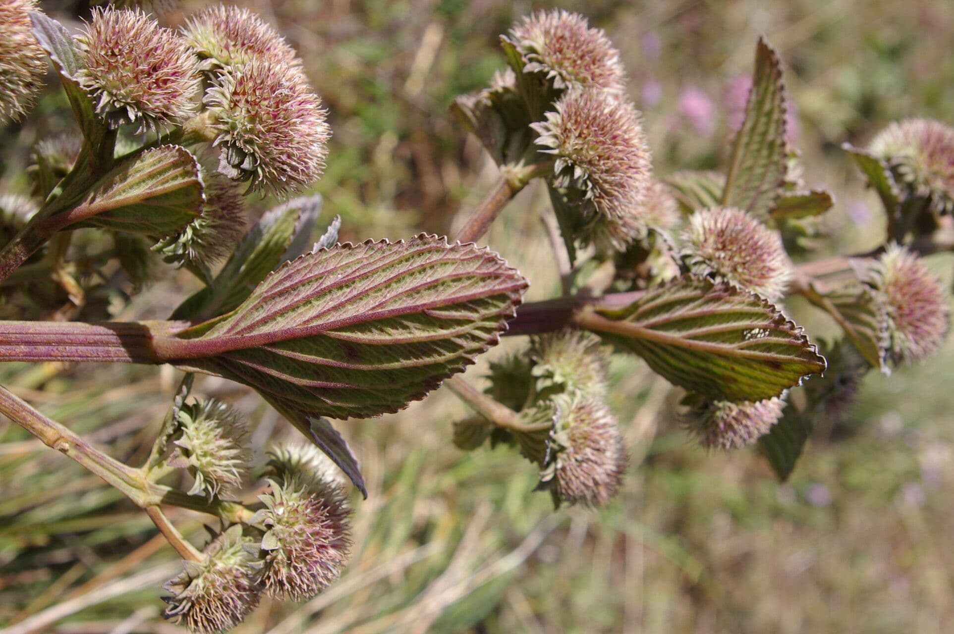 Hyptis 7