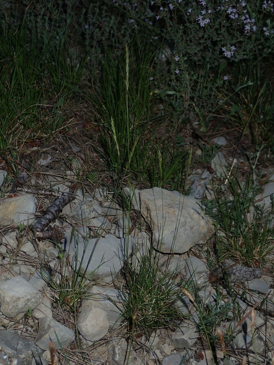Festuca occitana 7