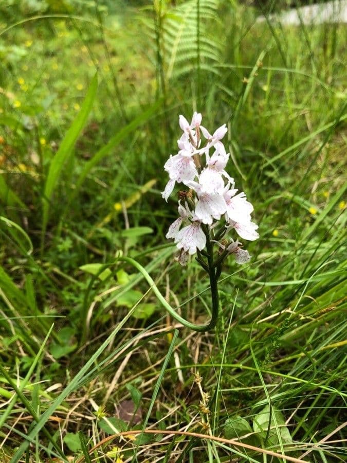 Orchidea macchiata 13