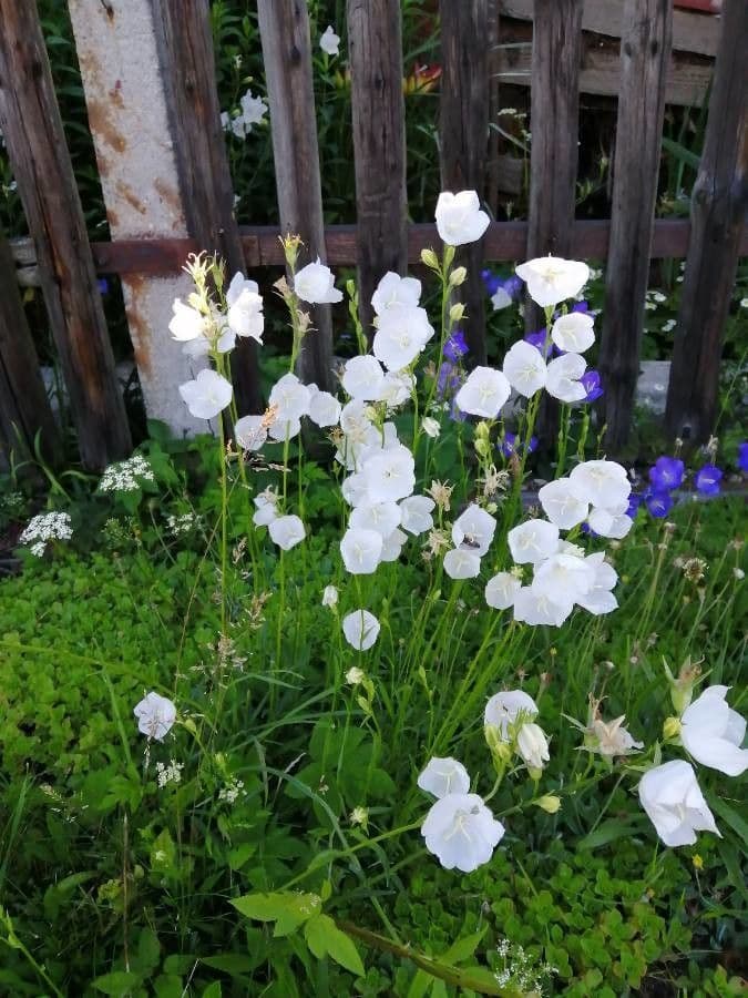 Campanilla 28