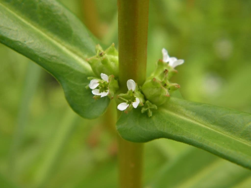 Zahnbecher 2