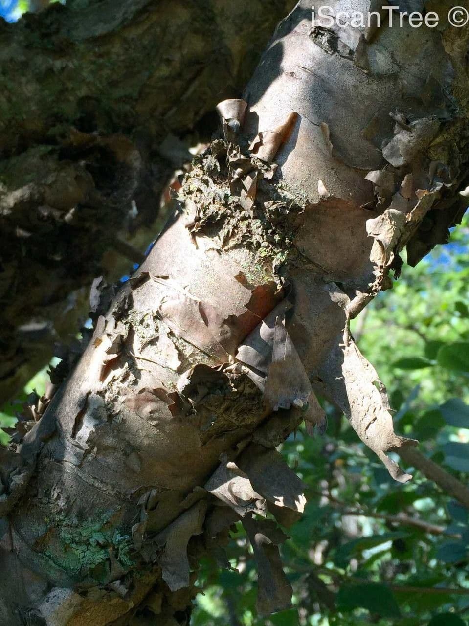 Petržlenový strom 15