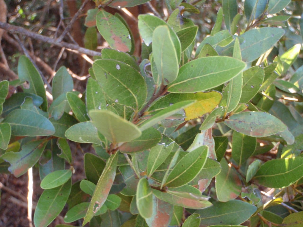Cryptocarya simile al Leptospermum