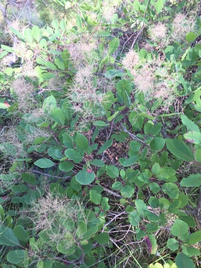 Scotano 3