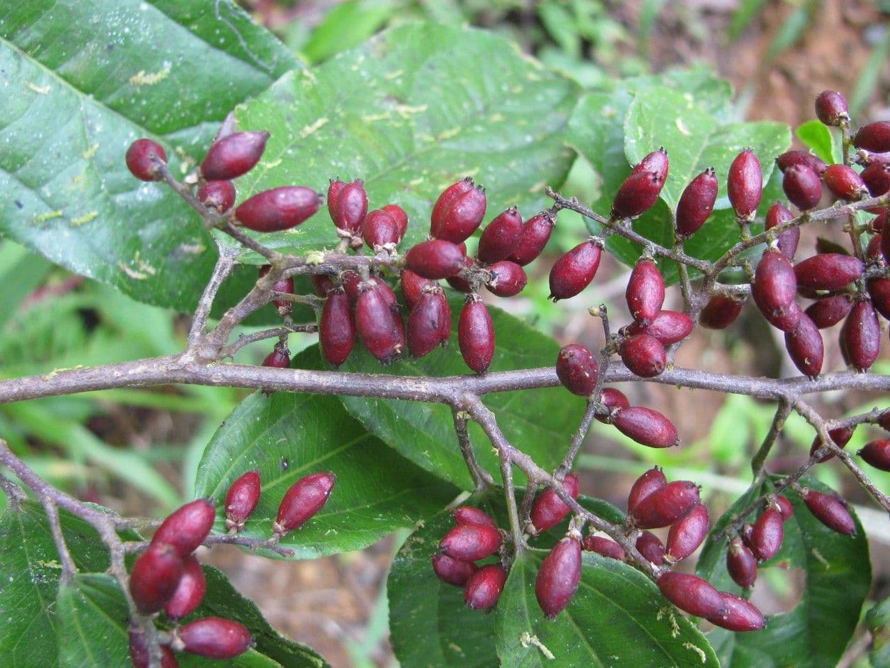 Lunania 2