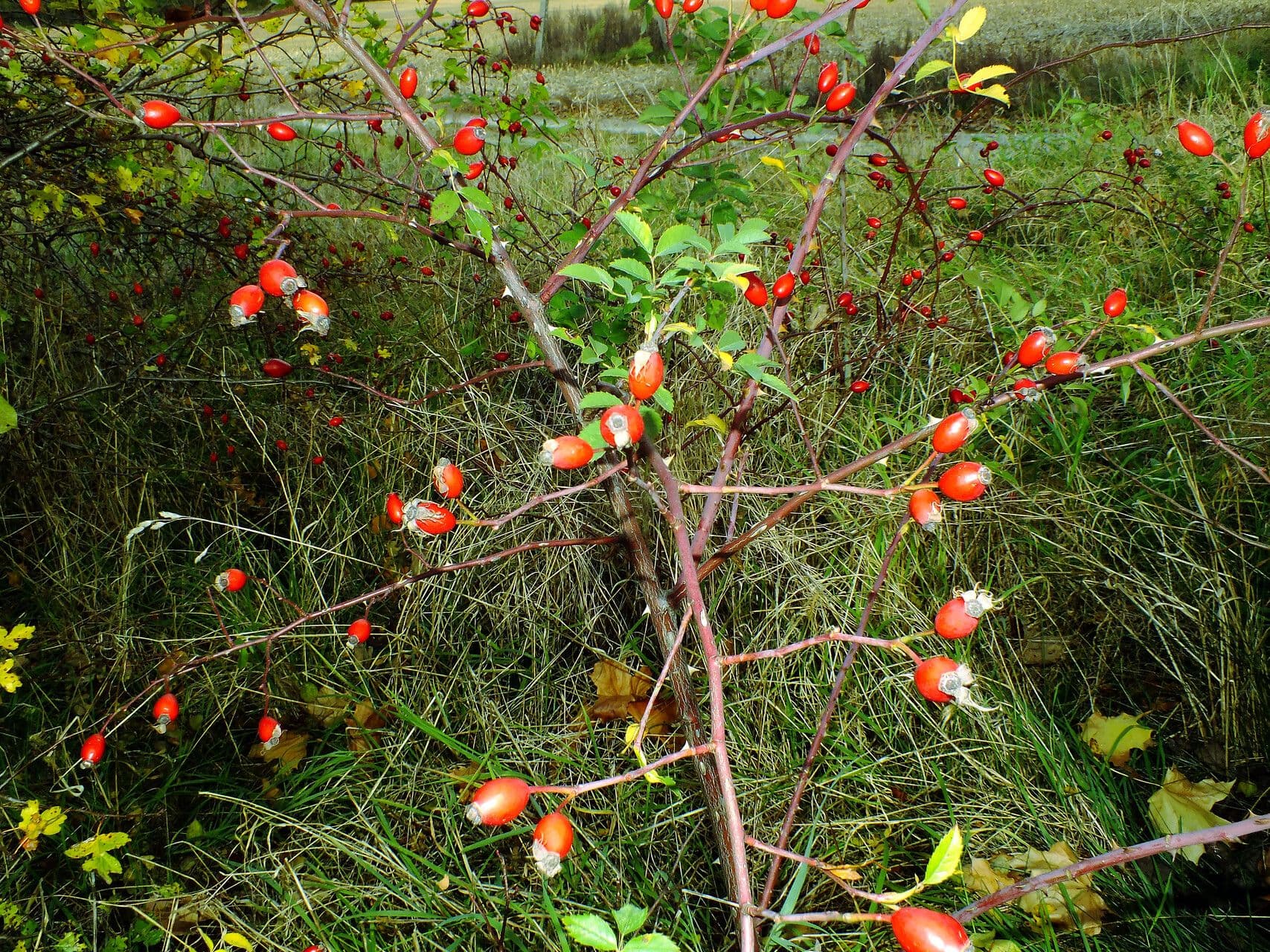 Rosa 13