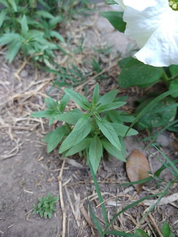 Aloysia 5