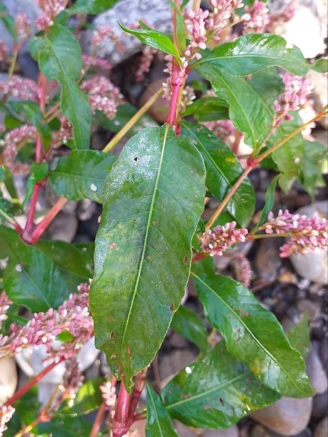 Poligono persicaria 20