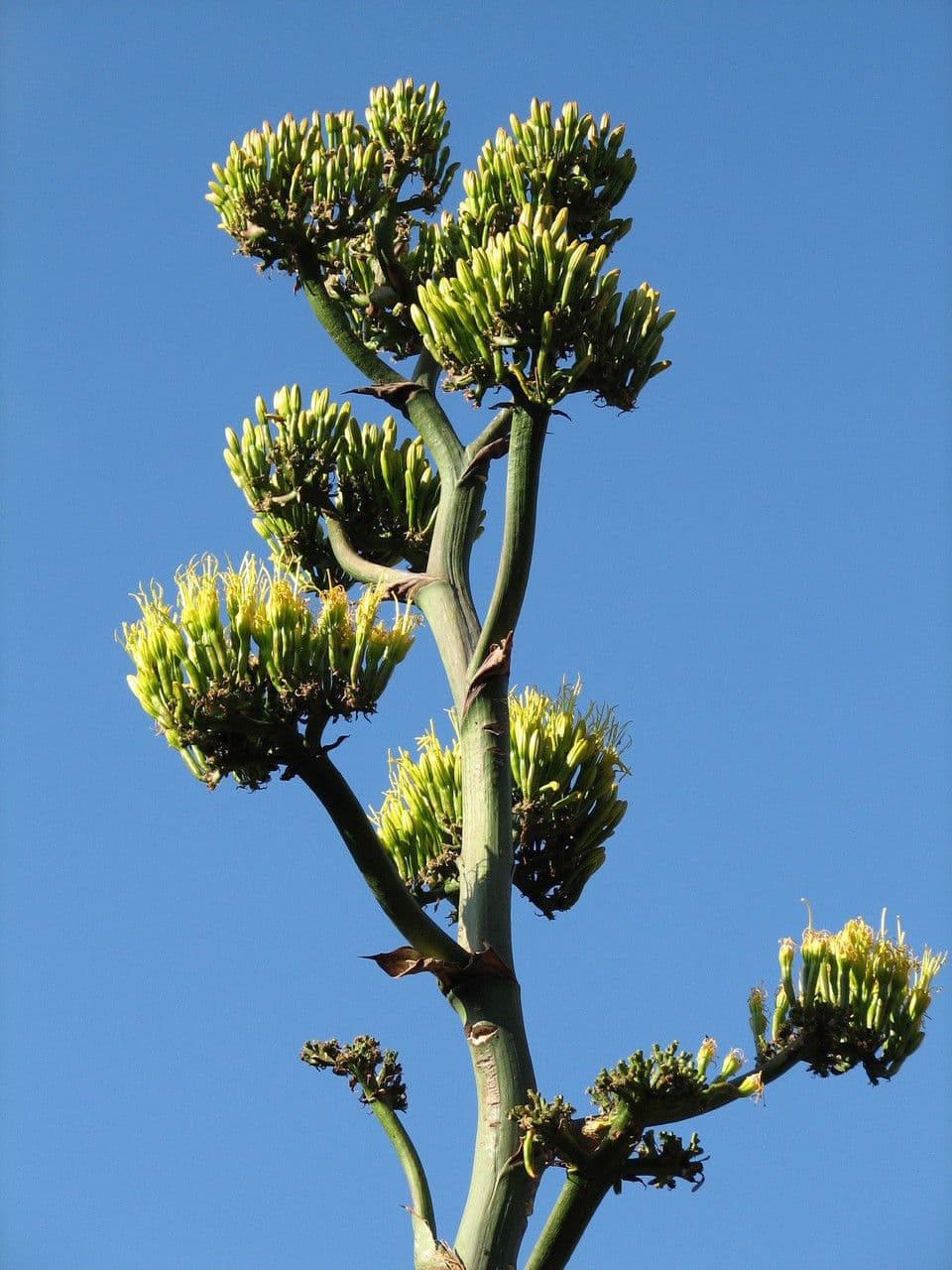 Havard-Agave 4