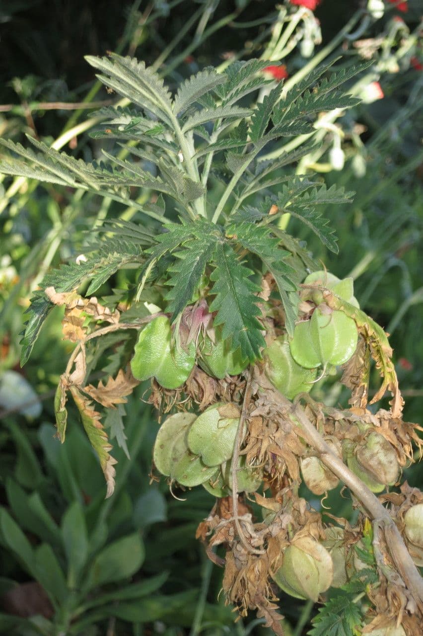 Melianthus 7