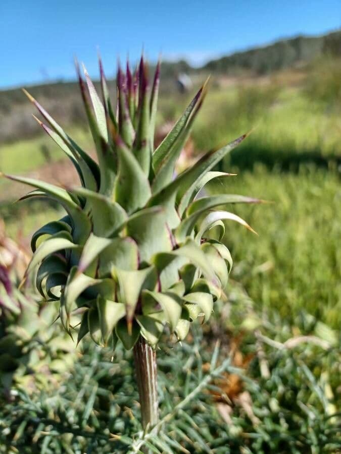 Cynara humilis 23