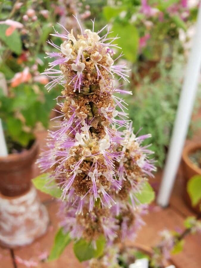 Patchouli