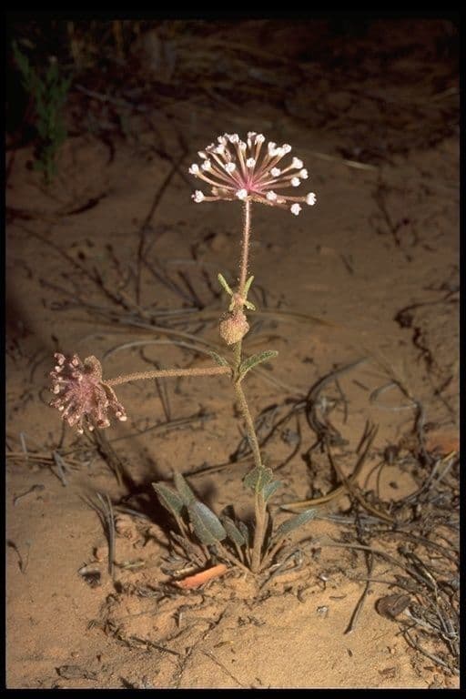 Abronia fragrante 13