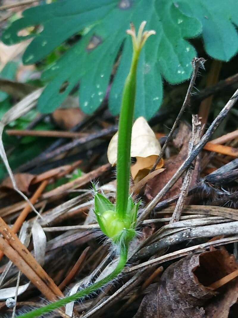 Géranium sanguin