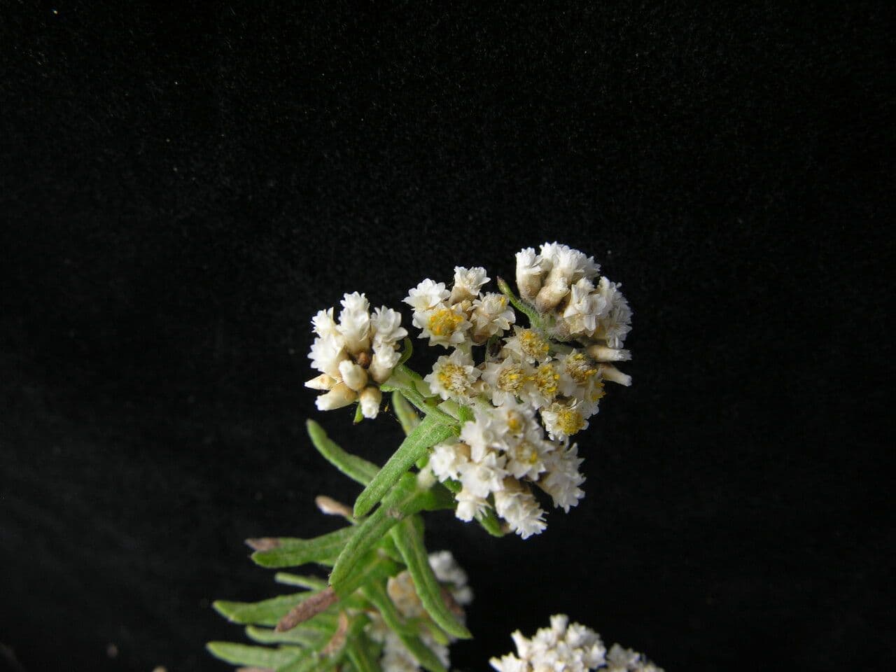 Anaphalis contorta 7