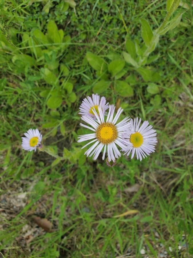 Erigeron 4